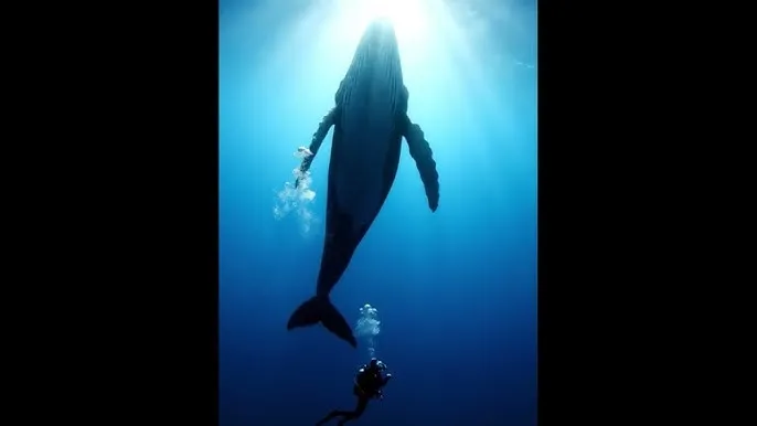 我的公主 - 深蓝星球：探索海洋深处的未知世界